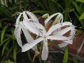 Swamp Lily / Crinum americanum